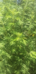 Artemisia afra