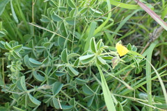 Crotalaria lotoides