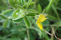 Crotalaria lotoides