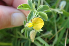 Crotalaria lotoides