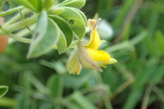 Crotalaria lotoides
