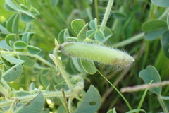Crotalaria lotoides