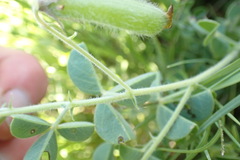 Crotalaria lotoides