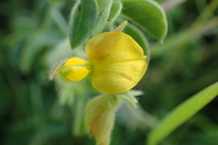 Crotalaria lotoides