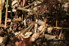 Plestiodon leucostictus