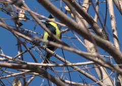 Machlolophus xanthogenys