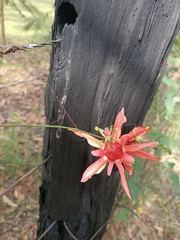 Passiflora aurantia aurantia