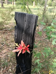Passiflora aurantia aurantia