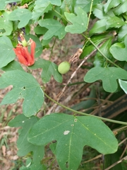 Passiflora aurantia aurantia