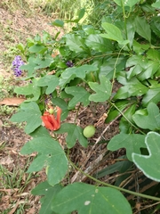 Passiflora aurantia aurantia
