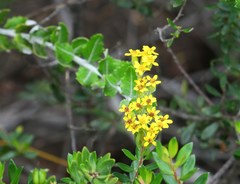 Senecio hollandii