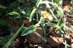 Commelina africana barberae