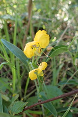Commelina africana barberae