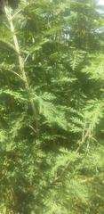 Artemisia afra