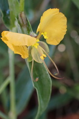 Commelina africana barberae