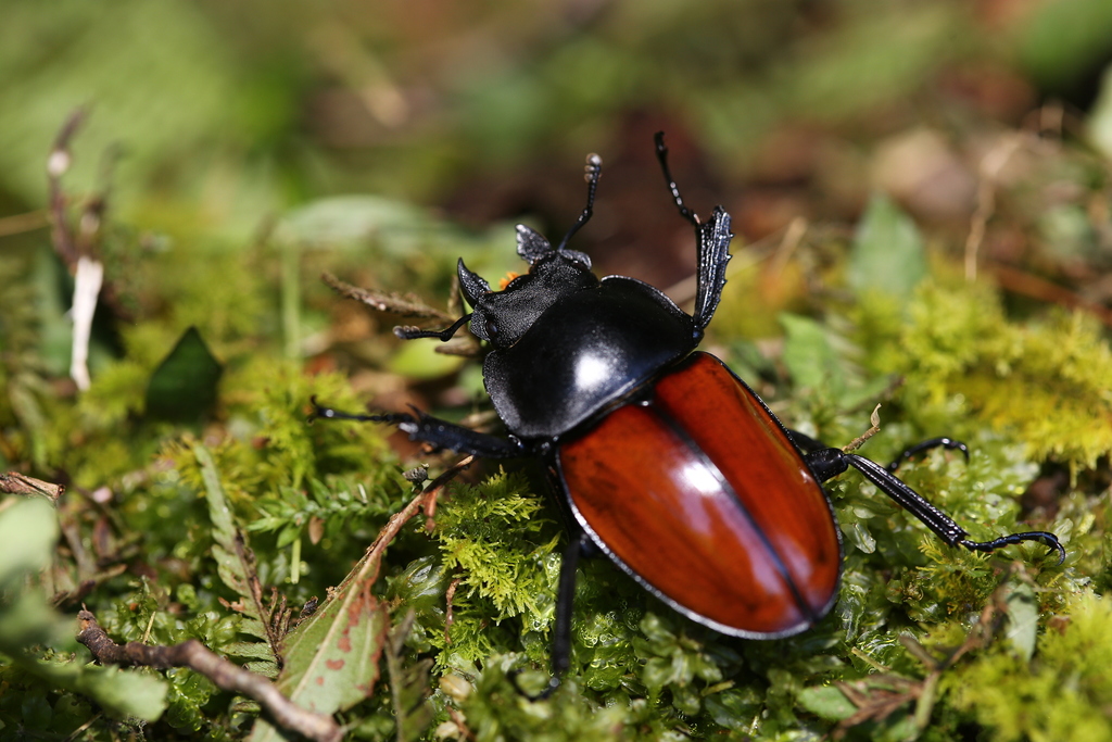Neolucanus swinhoei