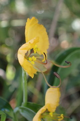 Commelina africana barberae