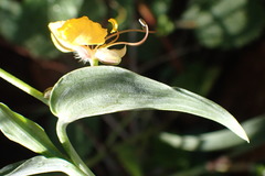 Commelina africana barberae