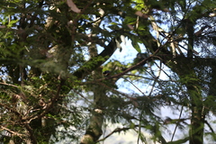 Sittiparus castaneoventris