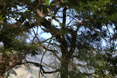 Sittiparus castaneoventris