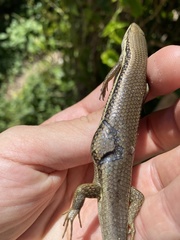 Trachylepis depressa