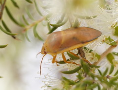 Coleotichus costatus