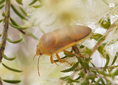 Coleotichus costatus