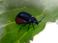 Gastrophysa atrocyanea
