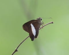 Hasora hurama hurama