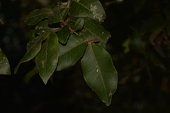 Backhousia leptopetala