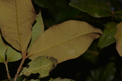 Backhousia leptopetala