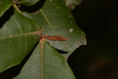 Backhousia leptopetala