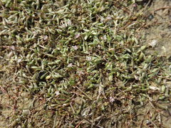 Glossostigma diandrum