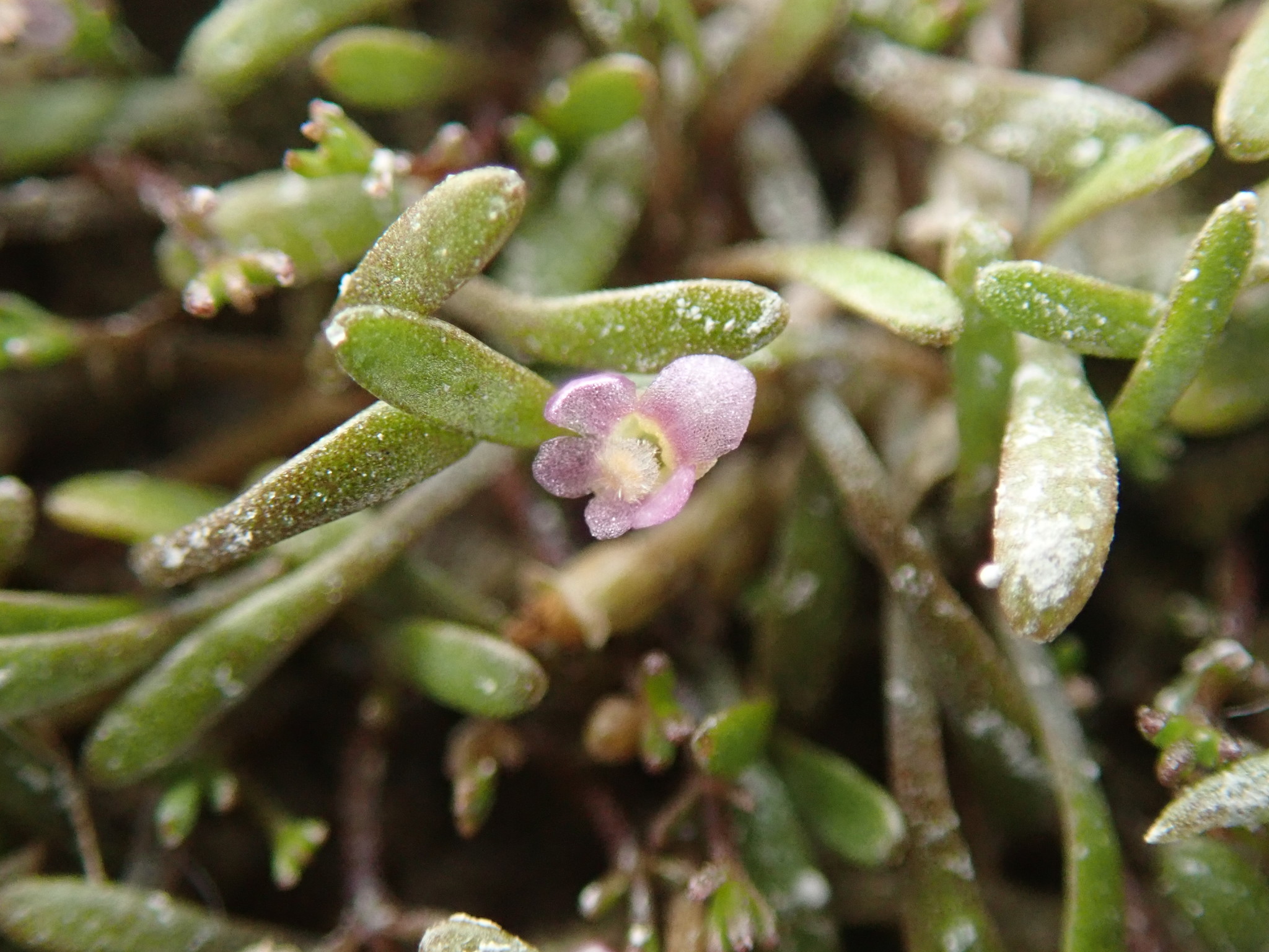 Glossostigma diandrum