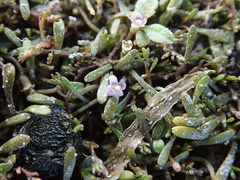 Glossostigma diandrum