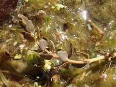 Myriophyllum triphyllum