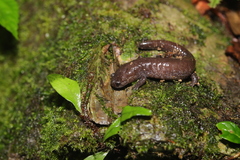 Taiwan Lesser Salamander photo 3
