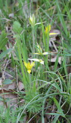 Gagea commutata