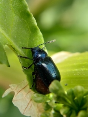 Gastrophysa atrocyanea