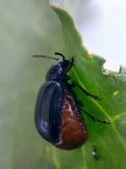 Gastrophysa atrocyanea