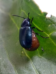 Gastrophysa atrocyanea