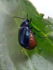 Gastrophysa atrocyanea