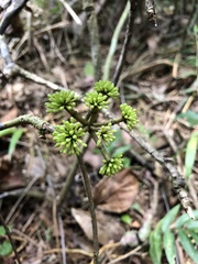 Dendropanax laurifolius