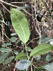Dendropanax laurifolius