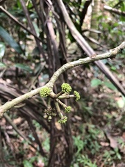 Dendropanax laurifolius