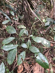 Dendropanax laurifolius