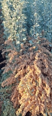 Atriplex nummularia