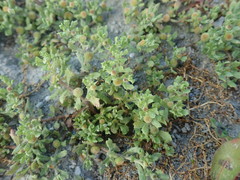 Centipeda aotearoana