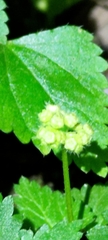 Nanocnide japonica