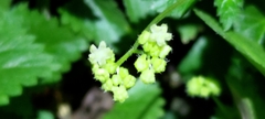 Nanocnide japonica
